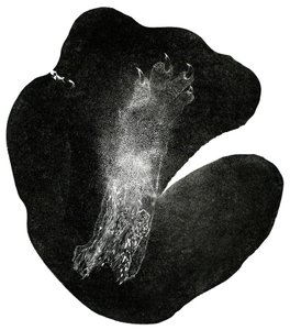 Pata de Garra, 2014 de Bella Larsson